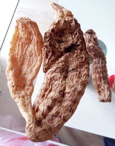 求助,找點(diǎn)真正的野生天麻