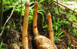 他自主創業種植天麻,帶領村民一起致富