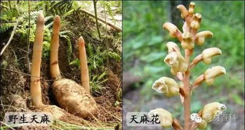 天麻的功效與作用有哪些