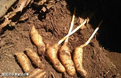 這就是珍貴的 野生天麻 ,請記住它的樣子,山中遇見,不要錯過