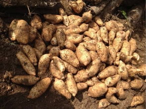 重磅頭條 2016年全國天麻產新報告