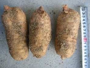 徐洪熊教大家種植天麻，發家致富之路