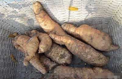 農(nóng)民挖天麻意外得寶，野生靈芝價(jià)值連城