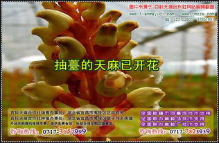 天麻室內(nèi)種植與蒸制技巧 從栽培到食療的完美融合